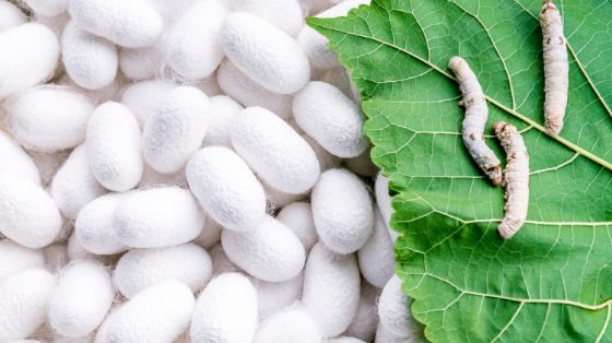 Why small and marginal farmers should adopt mulberry sericulture in their farm.
