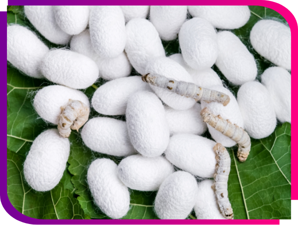 sericulture-img